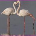 Pourquoi les flamants roses sont-ils roses ?