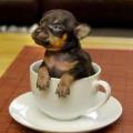 Pourquoi les petits chiens aboient-ils sur les gros ?