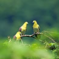 Pourquoi les pigeons japonais sont-ils plus intelligents que les autres ?